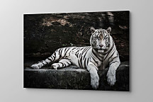 obraz eye of the tiger